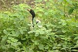leipzig zoo-01_07_2011_zoo_allgemein_200